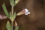 Florida calamint